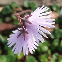 Soldanella 'Spring Symphony'